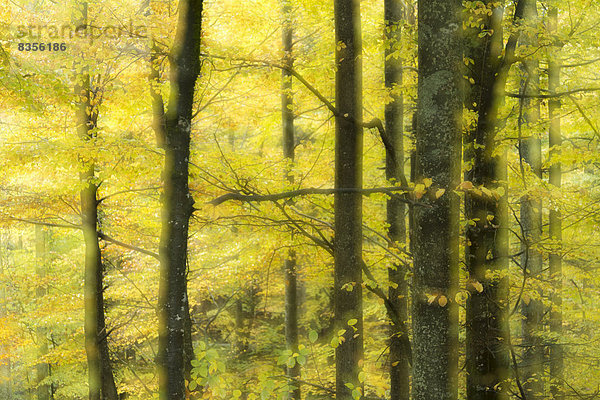 Herbstlicher Buchenwald  Nationalpark Bayerischer Wald  Bayern  Deutschland