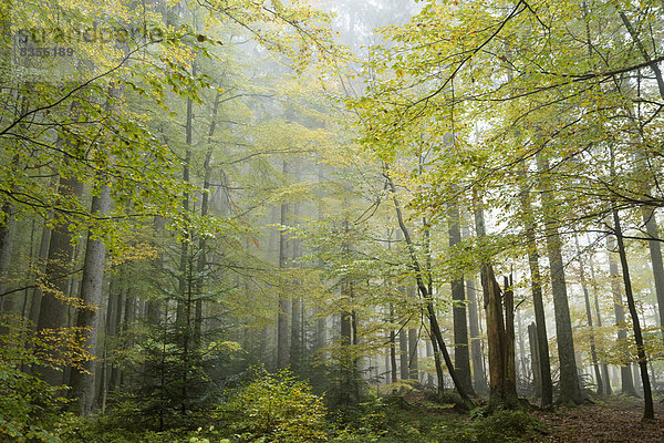 Nebelstimmung im Wald  Nationalpark Bayerischer Wald  Bayern  Deutschland