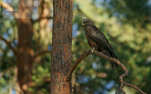 Schwarzmilan (Milvus migrans)  Karelien  Finnland