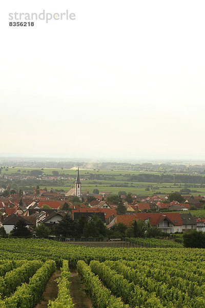 Das Dorf Maikammer  vorne ein Weinberg  Maikammer  Rheinland-Pfalz  Deutschland