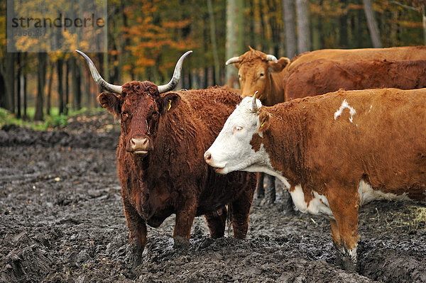 Kühe stehen im Schlamm  links ein Salers-Rind mit großen Hörnern  Bayern  Deutschland