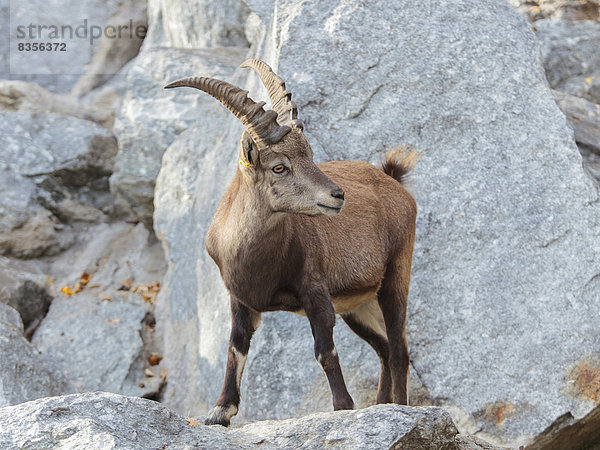 Alpensteinbock (Capra ibex)  Tirol  Österreich