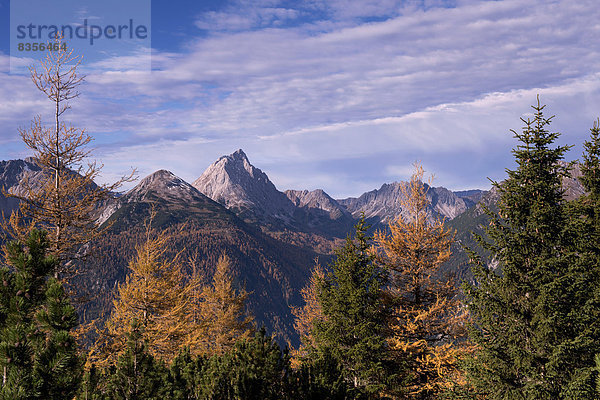 Herbstwald  Lermooser Berge  Ehrwald  Tirol  Österreich