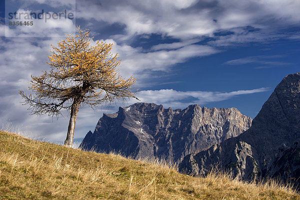 Herbstlich gelbe Lärche (Larix)  hinten die Zugspitze  Ehrwald  Tirol  Österreich