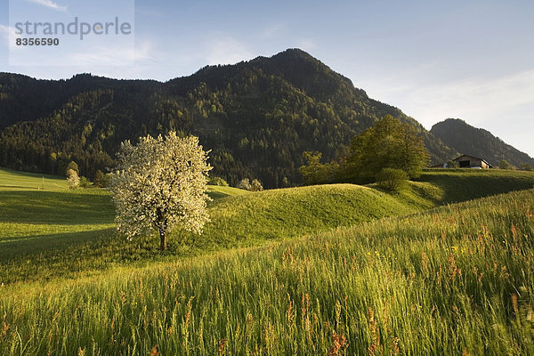 Saftige Wiese im Frühling  hinten der Reither Kogel  Reith im Alpbachtal  Tirol  Österreich