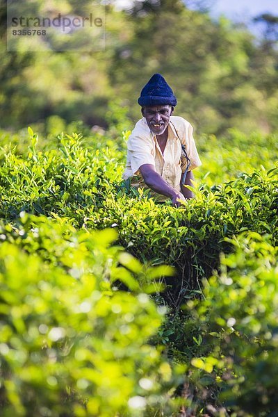 Mittelpunkt  aufheben  Pflücker  Asien  Highlands  Sri Lanka  Tee