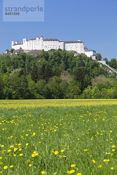 Europa  Österreich  Salzburg  Salzburger Land