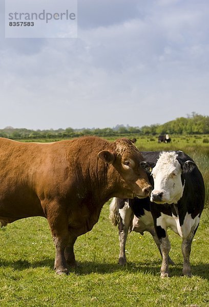 Hausrind  Hausrinder  Kuh  Bulle  Stier  Stiere  Bullen  Wiese  braun  Kuh  Gloucestershire