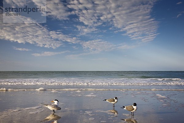 Vereinigte Staaten von Amerika  USA  Königsseeschwalbe  sterna maxima  lachen  Strand  Küste  Insel  Möwe  Florida  links  rechts