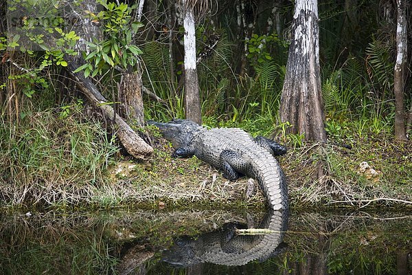 Vereinigte Staaten von Amerika  USA  Everglades Nationalpark  Florida