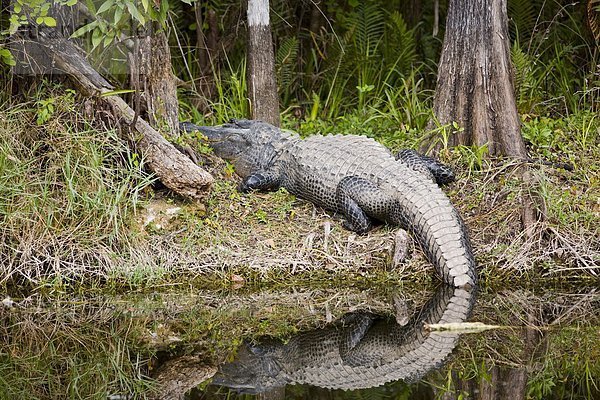 Vereinigte Staaten von Amerika  USA  Everglades Nationalpark  Florida