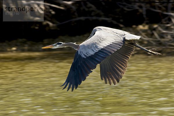 Vereinigte Staaten von Amerika  USA  Everglades Nationalpark  Florida