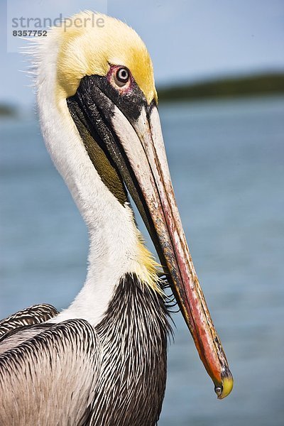 Vereinigte Staaten von Amerika  USA  Brauner Pelikan  braune Pelikane  Pelecanus occidentalis  Islamorada  Florida Keys