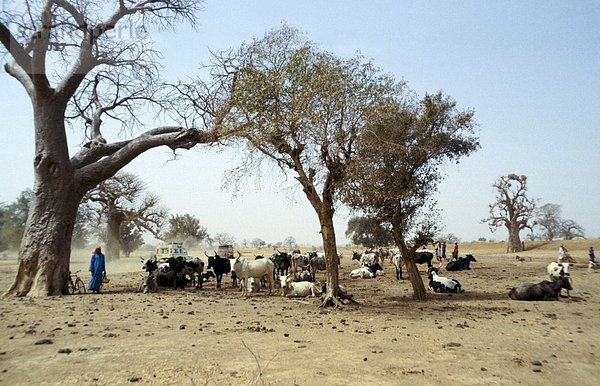 Mensch  Menschen  Wüste  Rind  Fürsorglichkeit  Sahara