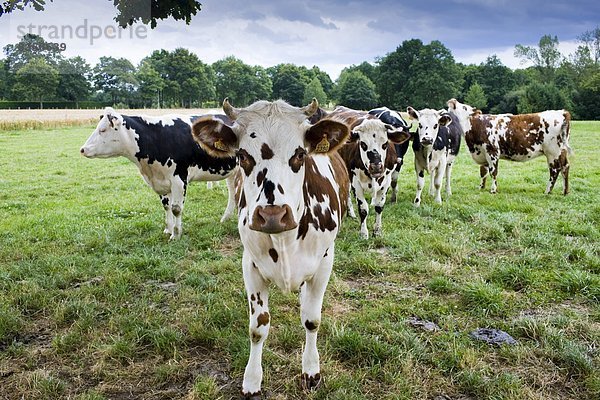 Hausrind  Hausrinder  Kuh  Ländliches Motiv  ländliche Motive  Frankreich  französisch  Herde  Herdentier  weiß  Rind  Wiese  braun  Kuh  Normandie