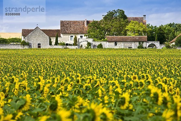 Frankreich  französisch  Nutzpflanze  Bauernhof  Hof  Höfe  Sonnenblume  helianthus annuus