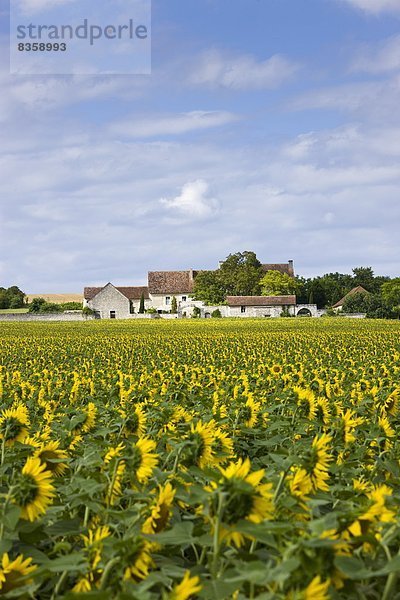 Frankreich  französisch  Nutzpflanze  Bauernhof  Hof  Höfe  Sonnenblume  helianthus annuus