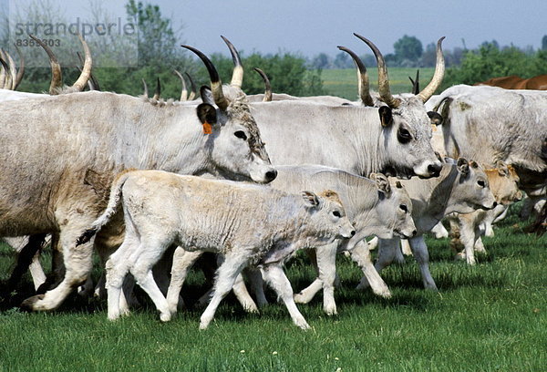 klar  Rind  Ungarn  groß  großes  großer  große  großen