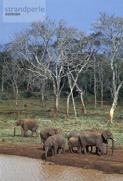 Ostafrika  Afrikanischer Elefant  Loxodonta africana  Afrikanische  nahe  Wasser  Loch  trinken  Baumkrone  Kenia