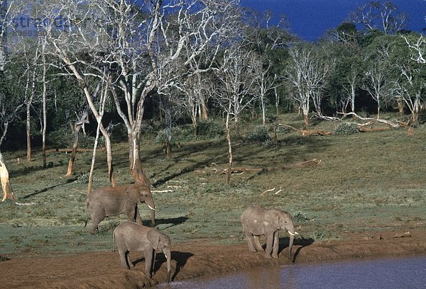 Ostafrika  Afrikanischer Elefant  Loxodonta africana  Afrikanische  nahe  Wasser  Loch  trinken  Baumkrone  Kenia