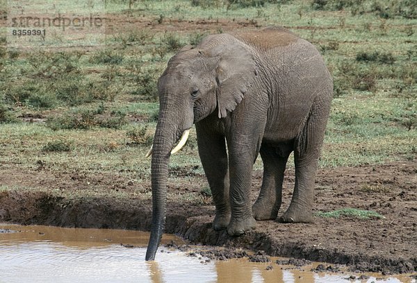 Ostafrika  Afrikanischer Elefant  Loxodonta africana  Afrikanische  nahe  Wasser  Loch  trinken  Baumkrone  Kenia