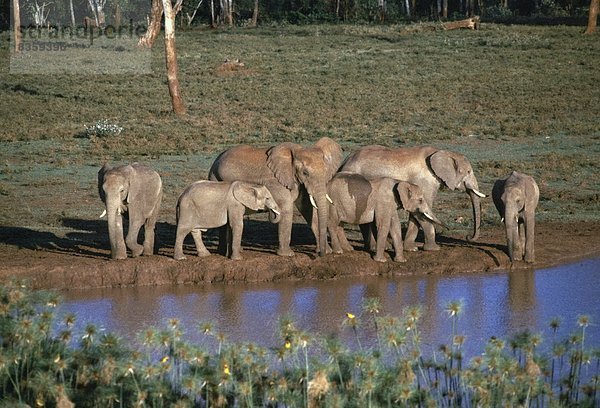 Ostafrika  Afrikanischer Elefant  Loxodonta africana  Afrikanische  nahe  Wasser  Loch  trinken  Baumkrone  Kenia