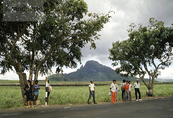 Spazierstock  Stock  Mensch  Menschen  Zucker  Plantage  Mauritius