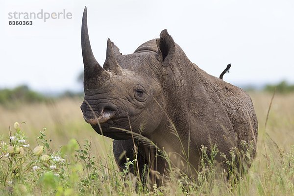 Südliches Afrika  Südafrika  Afrika