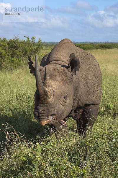 Südliches Afrika  Südafrika  Afrika