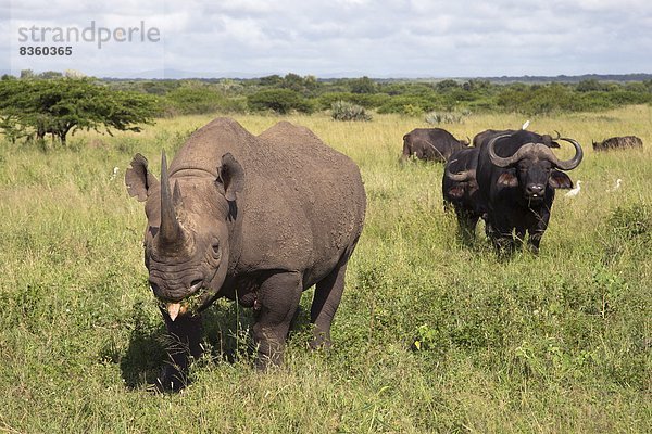 Südliches Afrika  Südafrika  Afrika