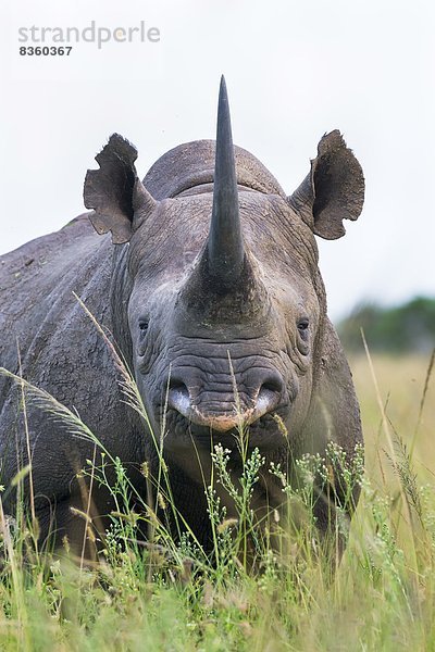 Südliches Afrika  Südafrika  Afrika