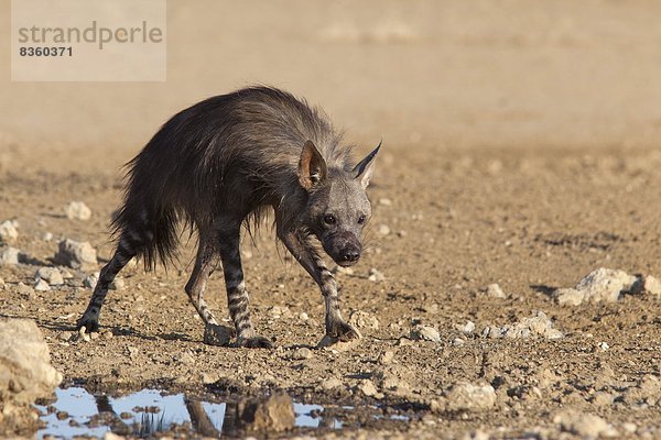 Südliches Afrika  Südafrika  Afrika  Northern Cape  Nordkap