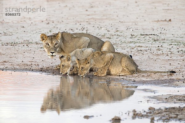 Südliches Afrika  Südafrika  Wasser  Raubkatze  Jungtier  Afrika  Löwe - Sternzeichen  Löwin