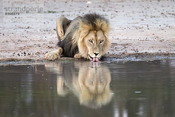 Südliches Afrika  Südafrika  Afrika