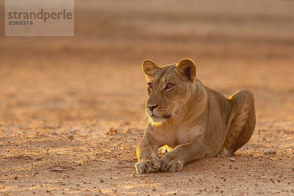 Löwin (Panthera Leo)  Kgalagadi Transfrontier Park  Südafrika  Afrika