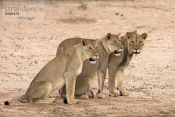 Südliches Afrika  Südafrika  Afrika