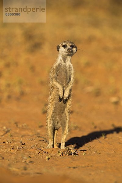 Südliches Afrika  Südafrika  Afrika  Northern Cape  Nordkap