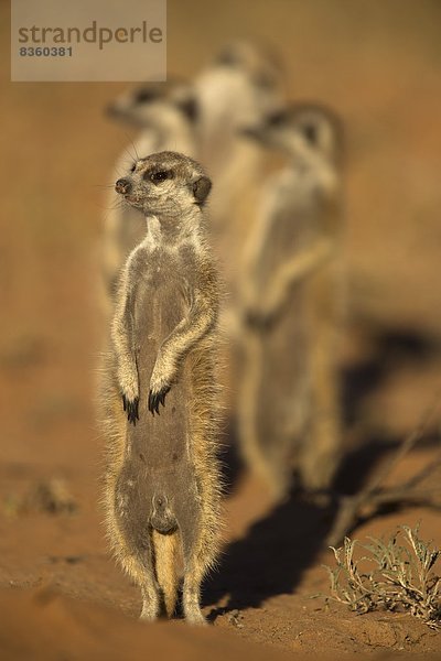 Südliches Afrika  Südafrika  Afrika  Northern Cape  Nordkap