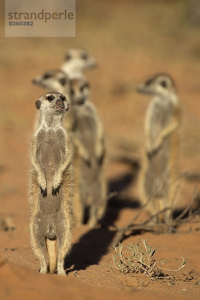 Südliches Afrika  Südafrika  Afrika  Northern Cape  Nordkap