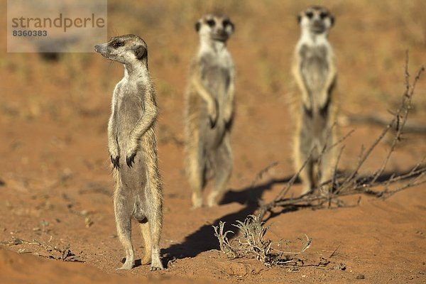 Südliches Afrika  Südafrika  Afrika  Northern Cape  Nordkap