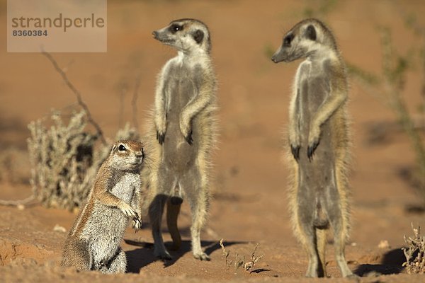 Südliches Afrika  Südafrika  Afrika  Northern Cape  Nordkap