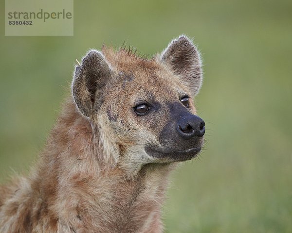 Ostafrika  Punkt  Afrika  Hyäne  Ngorongoro Crater  Tansania