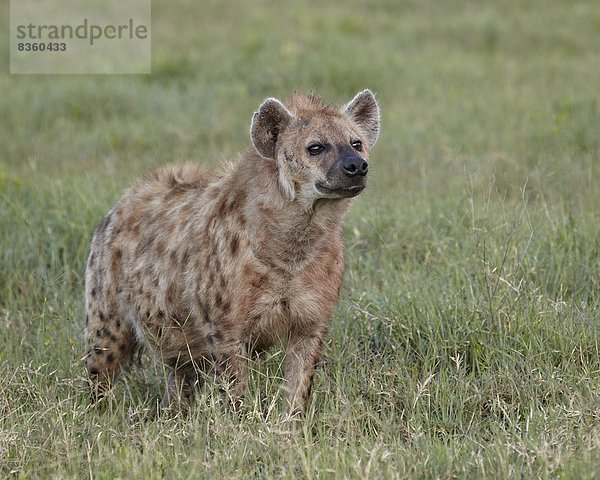 Ostafrika  Punkt  Afrika  Hyäne  Ngorongoro Crater  Tansania