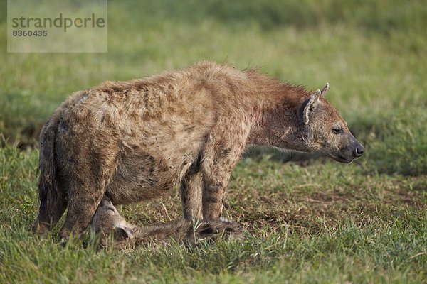 Ostafrika  Punkt  Sorge  Afrika  Hyäne  Ngorongoro Crater  Tansania