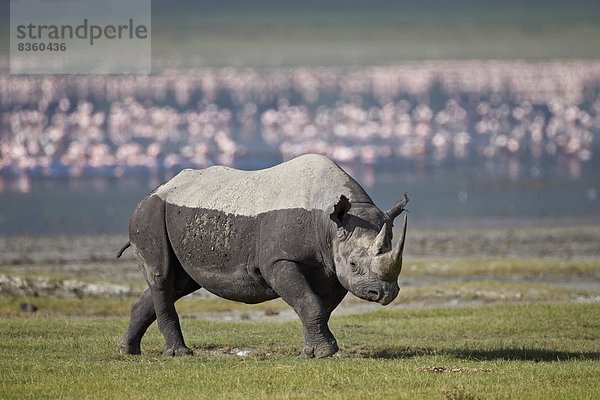 Ostafrika  schwarz  Afrika  Ngorongoro Crater  Nashorn  Tansania