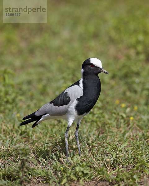 Ostafrika  Kiebitz  Vanellus vanellus  Schmiede  Afrika  Kiebitz  Ngorongoro Crater  Tansania