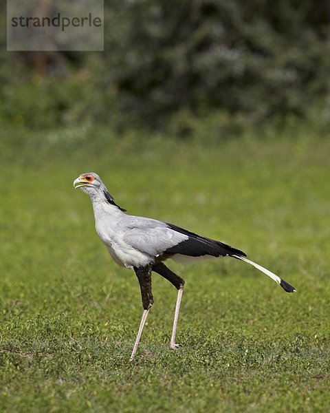 Ostafrika  Afrika  Ngorongoro Crater  Tansania