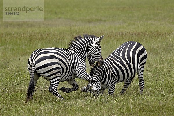 Ostafrika klar Kampf 2 Steppenzebra Equus quagga Afrika Ngorongoro Crater Tansania Zebra equus burchelli Zebra