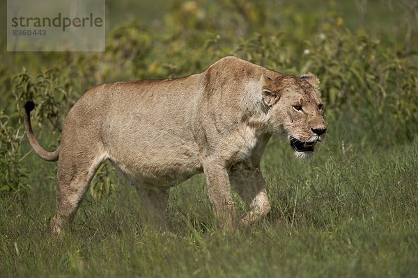 Ostafrika  Löwe  Panthera leo  Afrika  Ngorongoro Crater  Tansania