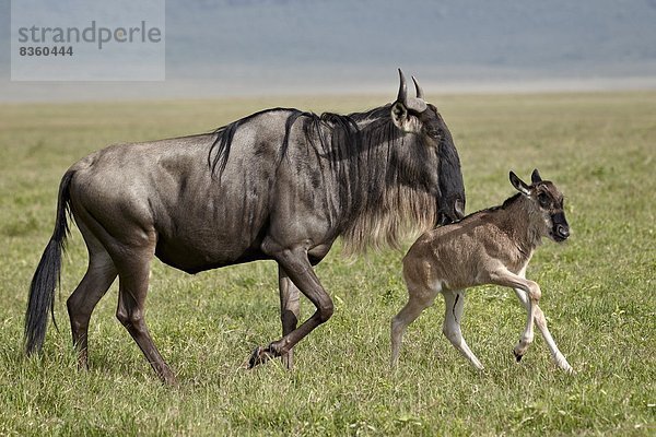 Ostafrika  Hausrind  Hausrinder  Kuh  Tag  rennen  blau  Gnu  Afrika  Kalb  Kuh  Ngorongoro Crater  alt  Tansania